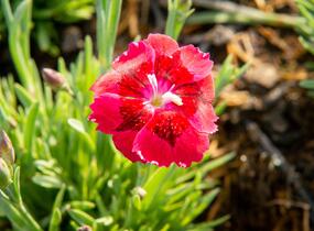 Hvozdík 'Pillow Red' - Dianthus 'Pillow Red'
