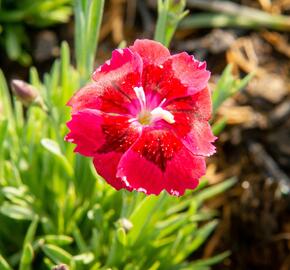 Hvozdík 'Pillow Red' - Dianthus 'Pillow Red'