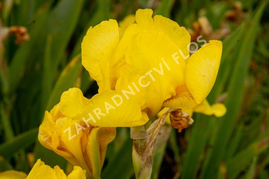 Kosatec německý 'Goldfackel' - Iris barbata-elatior 'Goldfackel'