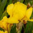 Kosatec německý 'Goldfackel' - Iris barbata-elatior 'Goldfackel'