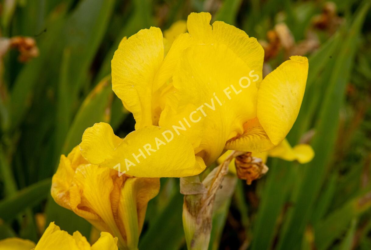 Kosatec německý 'Goldfackel' - Iris barbata-elatior 'Goldfackel'