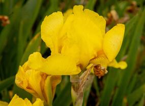 Kosatec německý 'Goldfackel' - Iris barbata-elatior 'Goldfackel'