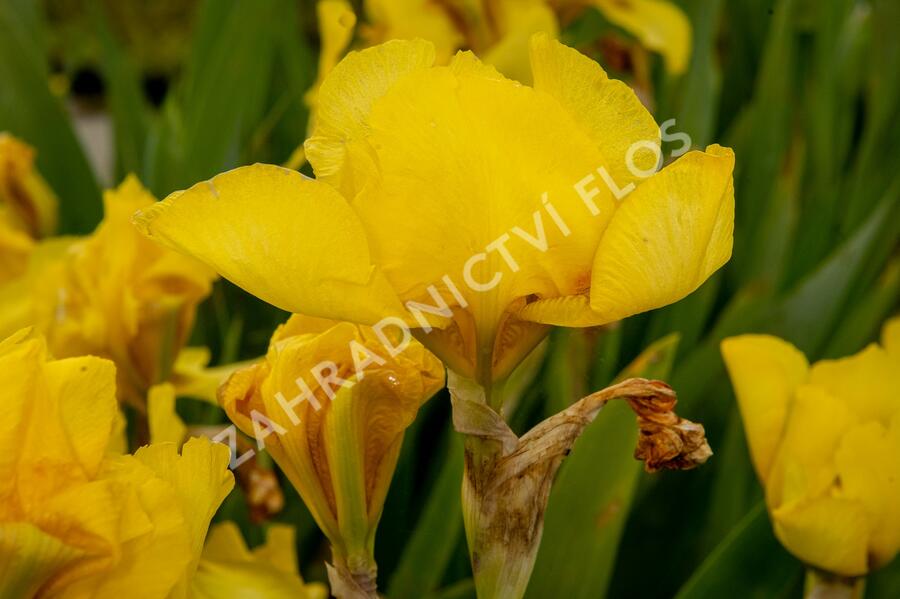Kosatec německý 'Goldfackel' - Iris barbata-elatior 'Goldfackel'