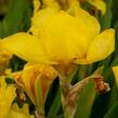 Kosatec německý 'Goldfackel' - Iris barbata-elatior 'Goldfackel'