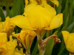 Kosatec německý 'Goldfackel' - Iris barbata-elatior 'Goldfackel'