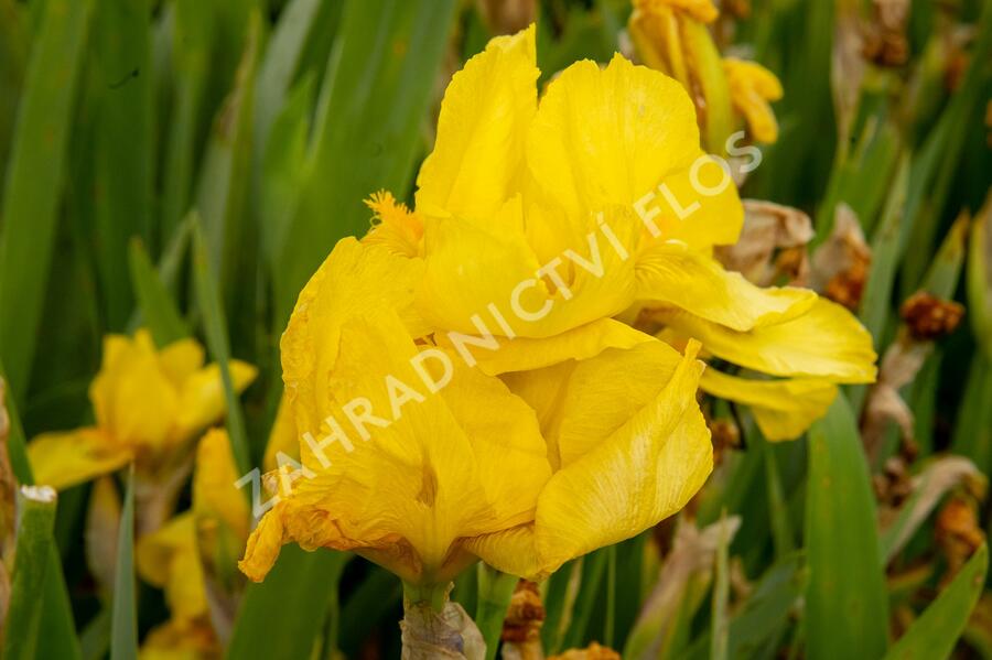 Kosatec německý 'Goldfackel' - Iris barbata-elatior 'Goldfackel'