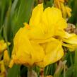 Kosatec německý 'Goldfackel' - Iris barbata-elatior 'Goldfackel'