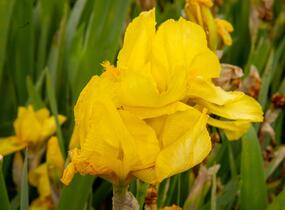 Kosatec německý 'Goldfackel' - Iris barbata-elatior 'Goldfackel'