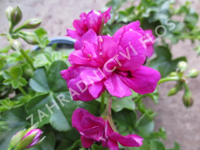 Muškát, pelargonie převislá plnokvětá 'Double Dark Pink' - Pelargonium peltatum 'Double Dark Pink'