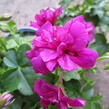 Muškát, pelargonie převislá plnokvětá 'Double Dark Pink' - Pelargonium peltatum 'Double Dark Pink'