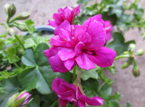 Muškát, pelargonie převislá plnokvětá 'Double Dark Pink' - Pelargonium peltatum 'Double Dark Pink'
