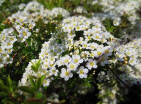 Tavolník popelavý 'Grefsheim' - Spiraea cinerea 'Grefsheim'