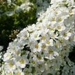 Tavolník popelavý 'Grefsheim' - Spiraea cinerea 'Grefsheim'