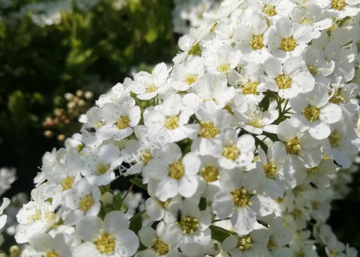 Tavolník popelavý 'Grefsheim' - Spiraea cinerea 'Grefsheim'