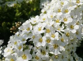 Tavolník popelavý 'Grefsheim' - Spiraea cinerea 'Grefsheim'