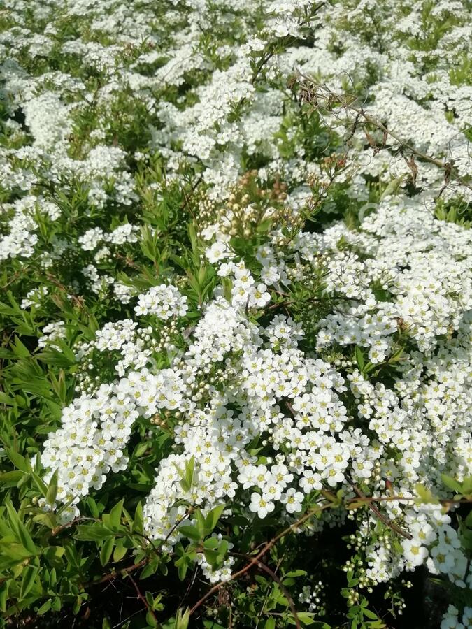 Tavolník popelavý 'Grefsheim' - Spiraea cinerea 'Grefsheim'