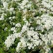 Tavolník popelavý 'Grefsheim' - Spiraea cinerea 'Grefsheim'