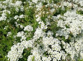 Tavolník popelavý 'Grefsheim' - Spiraea cinerea 'Grefsheim'