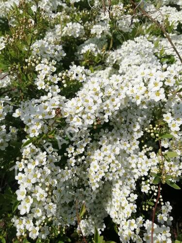 Tavolník popelavý 'Grefsheim' - Spiraea cinerea 'Grefsheim'