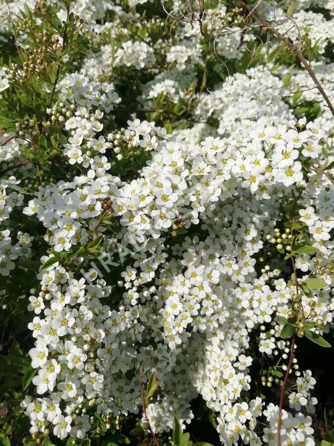 Tavolník popelavý 'Grefsheim' - Spiraea cinerea 'Grefsheim'