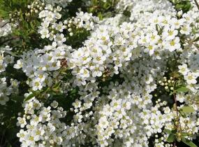 Tavolník popelavý 'Grefsheim' - Spiraea cinerea 'Grefsheim'