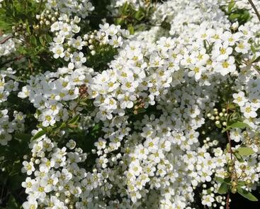 Tavolník popelavý 'Grefsheim'