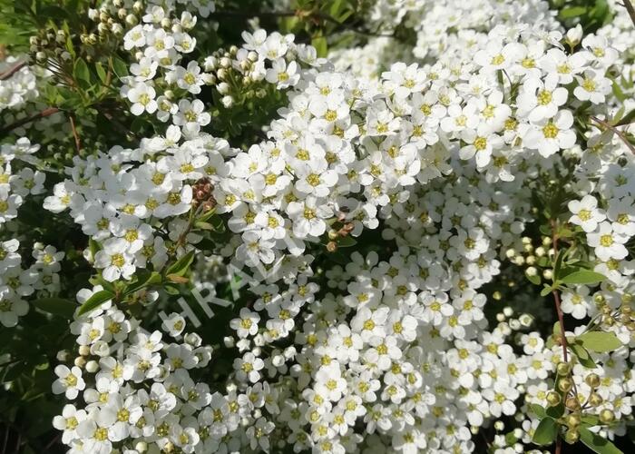 Tavolník popelavý 'Grefsheim' - Spiraea cinerea 'Grefsheim'