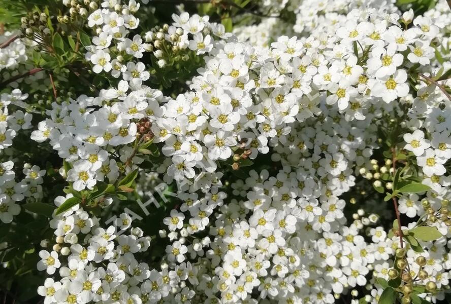 Tavolník popelavý 'Grefsheim' - Spiraea cinerea 'Grefsheim'