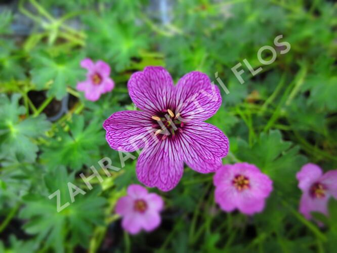 Kakost sivý 'Laurence Flatman' - Geranium cinereum 'Laurence Flatman'