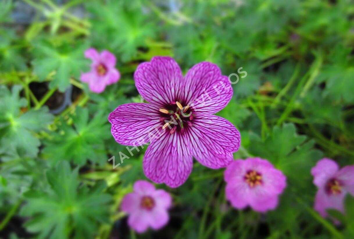 Kakost sivý 'Laurence Flatman' - Geranium cinereum 'Laurence Flatman'