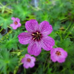 Kakost sivý 'Laurence Flatman' - Geranium cinereum 'Laurence Flatman'