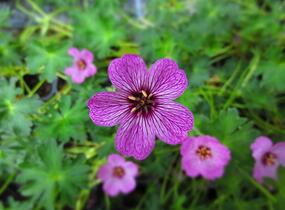 Kakost sivý 'Laurence Flatman' - Geranium cinereum 'Laurence Flatman'