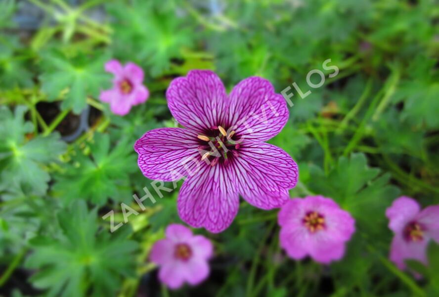 Kakost sivý 'Laurence Flatman' - Geranium cinereum 'Laurence Flatman'