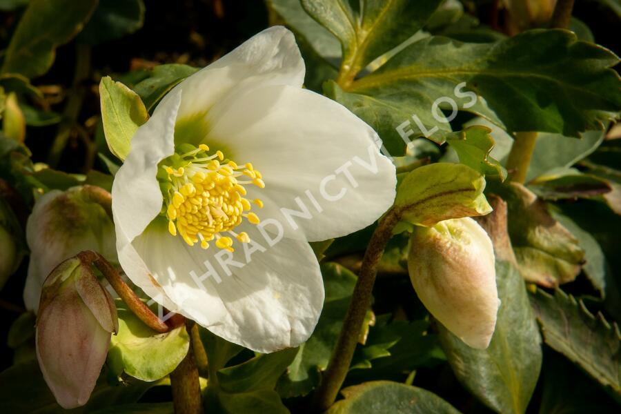 Čemeřice černá - Helleborus niger