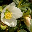 Čemeřice černá - Helleborus niger
