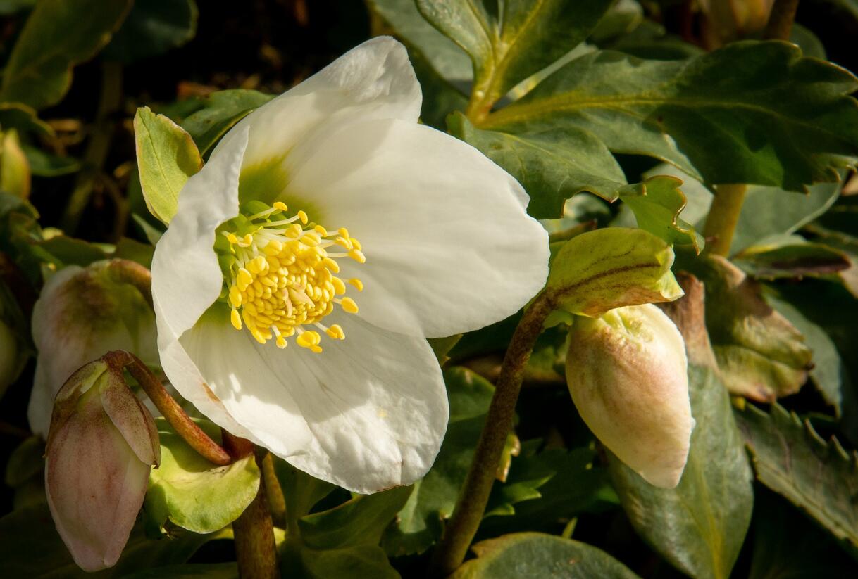 Čemeřice černá - Helleborus niger