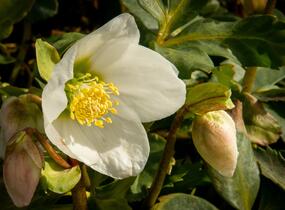Čemeřice černá - Helleborus niger