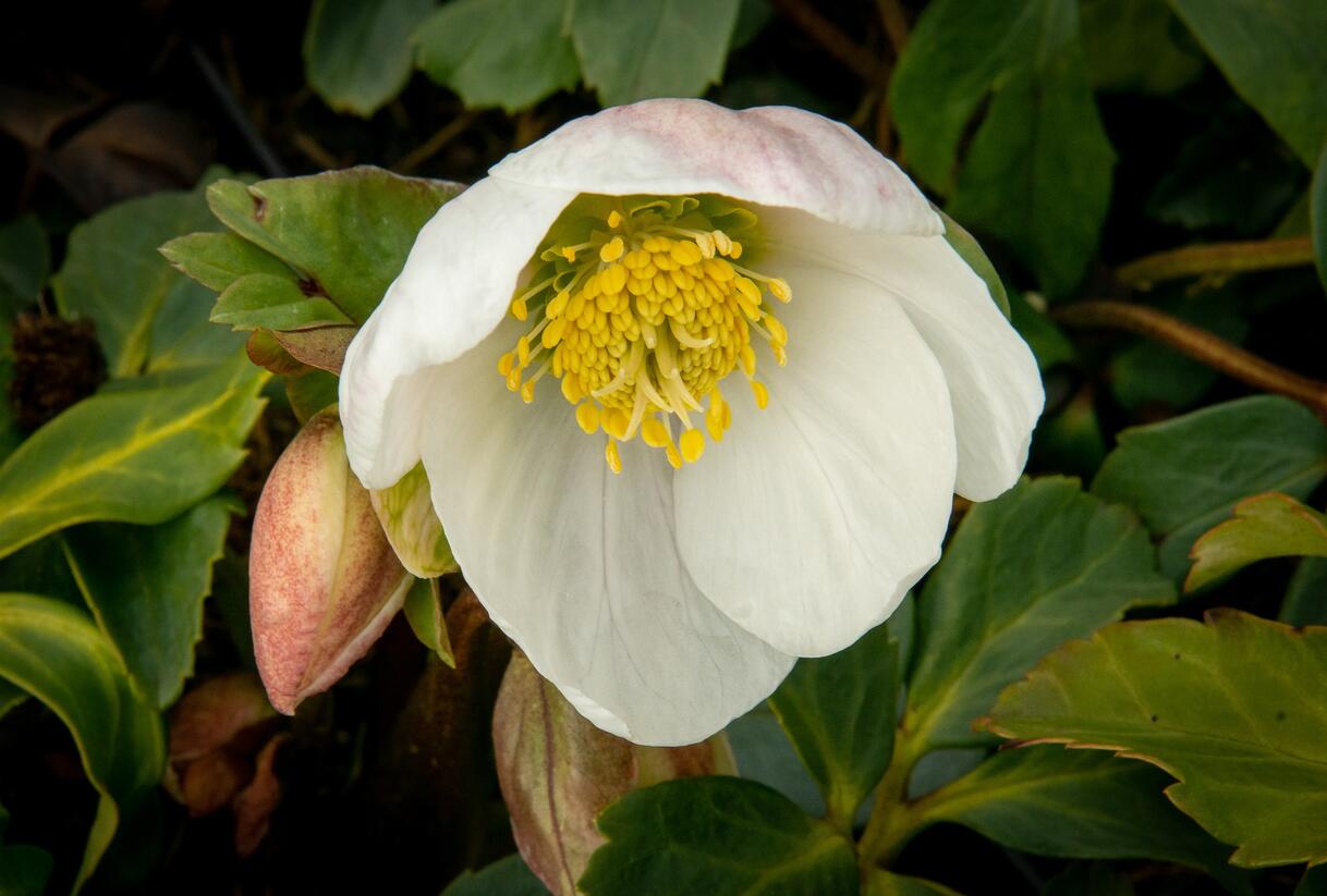 Čemeřice černá - Helleborus niger