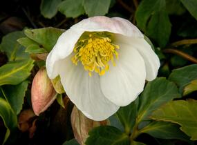 Čemeřice černá - Helleborus niger