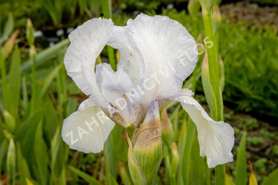 Kosatec německý 'Glacier' - Iris barbata-elatior 'Glacier'