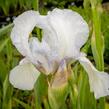 Kosatec německý 'Glacier' - Iris barbata-elatior 'Glacier'