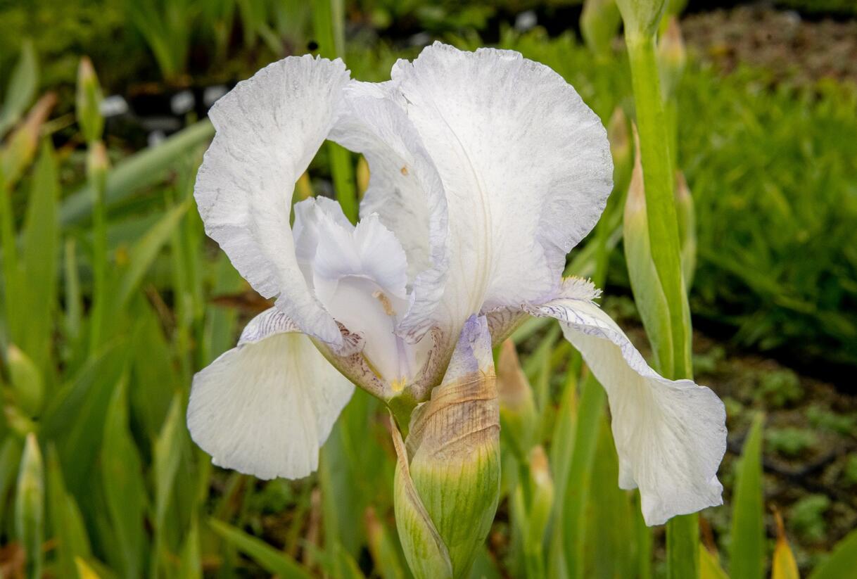 Kosatec německý 'Glacier' - Iris barbata-elatior 'Glacier'
