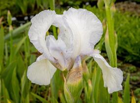 Kosatec německý 'Glacier' - Iris barbata-elatior 'Glacier'