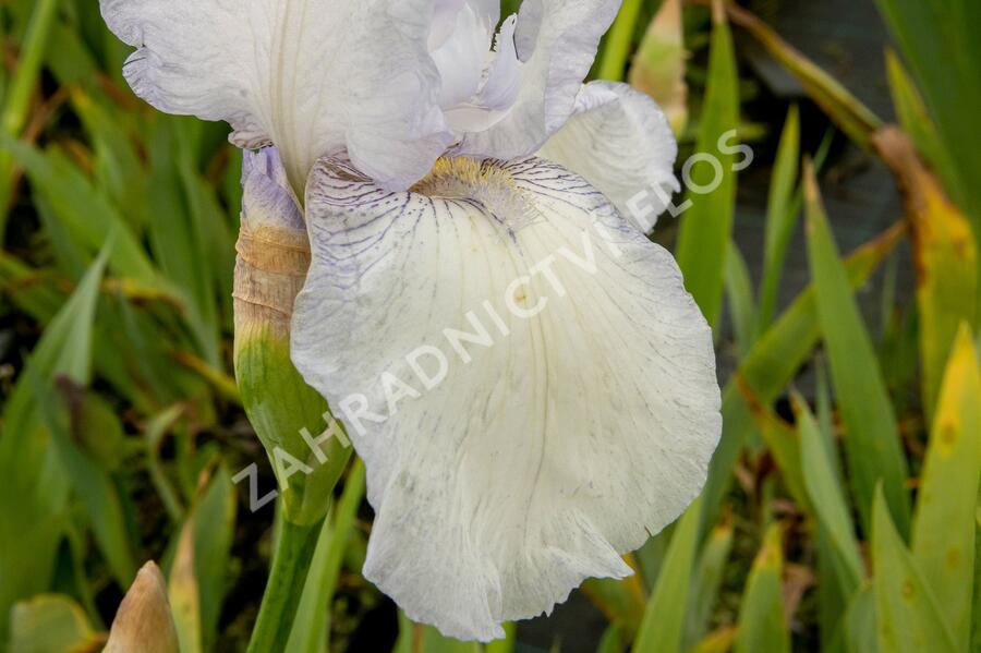 Kosatec německý 'Glacier' - Iris barbata-elatior 'Glacier'