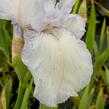 Kosatec německý 'Glacier' - Iris barbata-elatior 'Glacier'