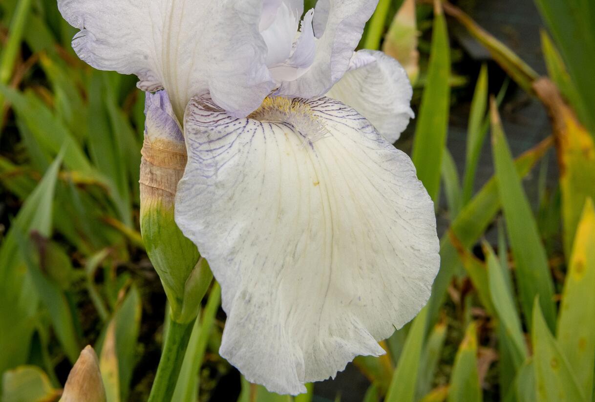 Kosatec německý 'Glacier' - Iris barbata-elatior 'Glacier'