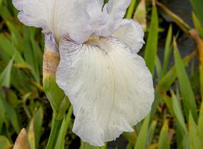 Kosatec německý 'Glacier' - Iris barbata-elatior 'Glacier'