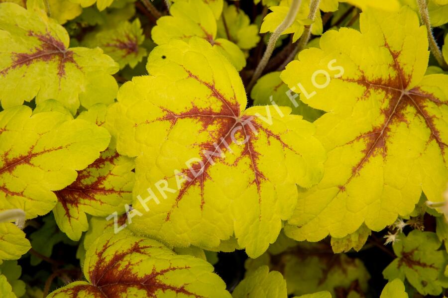 Dlužela 'Stoplight' - Heucherella hybrida 'Stoplight'