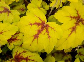 Dlužela 'Stoplight' - Heucherella hybrida 'Stoplight'