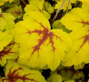 Dlužela 'Stoplight' - Heucherella hybrida 'Stoplight'